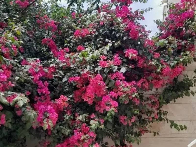 مسکونی و تجاری